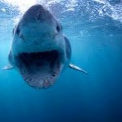 SHARK MIX [ORIGINALMIX]