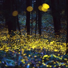 U.V - Fauna Flash 320kbps Free D/L