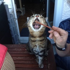 Korg Minilogue TR8b V1 April2