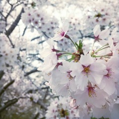 まだ春は来ない