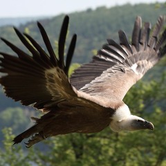 Furioser Krummschnabel - demo