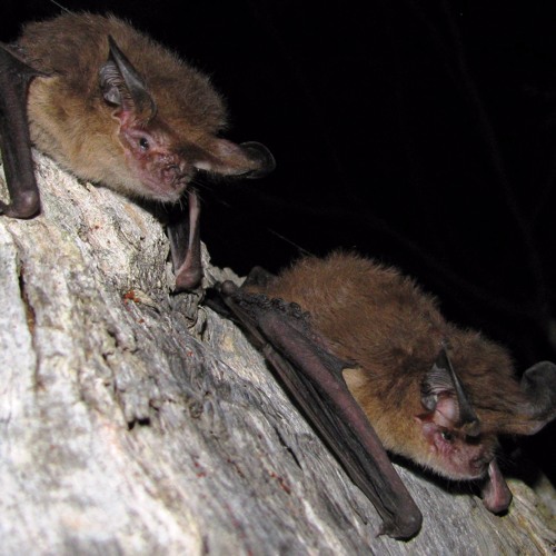 attracting bats to your garden by 936 abc hobart free attracting bats to your garden by 936 abc hobart free