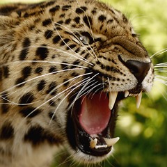 BLESS HANDS- On My Own