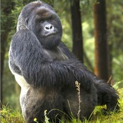 Adikkat - Planet Banane