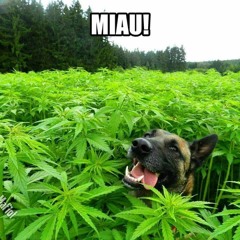 PETRICA & IONUT CERCEL RADACINA NOASTRA FACE BANI OFICIAL HIT 2016