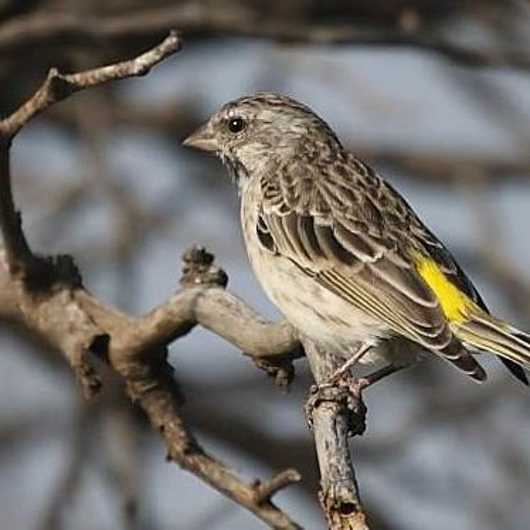 Mahar aja nih kenari Af punya sodara asli bawa dari malang A3 B1 net full  set umur 3 atau 4 bulanan warna Isabel harian lagi nata lagu, image size:1080x1080