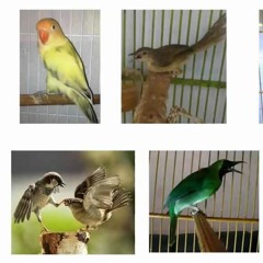 Kompilasi 6 Suara Masteran Burung