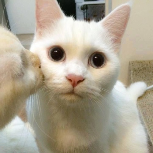 Chiisana Koi No Uta - 小さな恋のうた