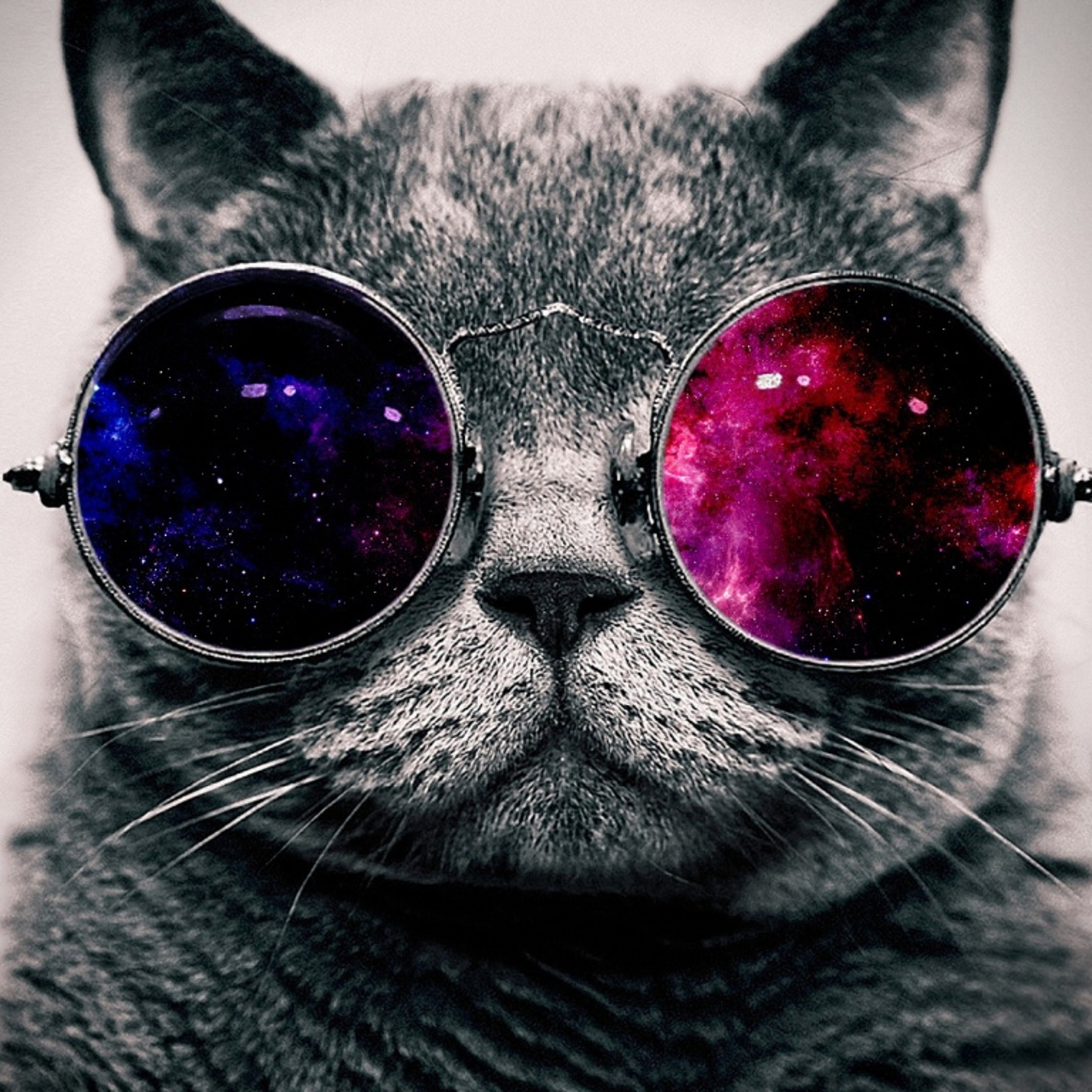 Funky Cat episode artwork