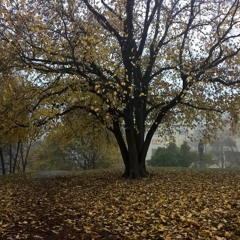 Unknown Drama - Dublin Philharmonic Orchestra