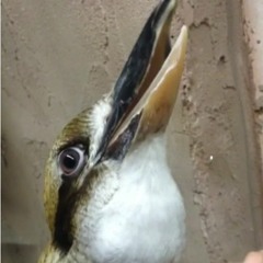 Bird Dub