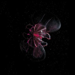 Onbegrijpelijke Stilte