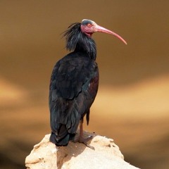 Ibis - Tè & Papaveri