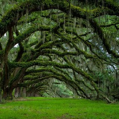 Unclassifid x M.L.J. Tha Beatmaker - Trees