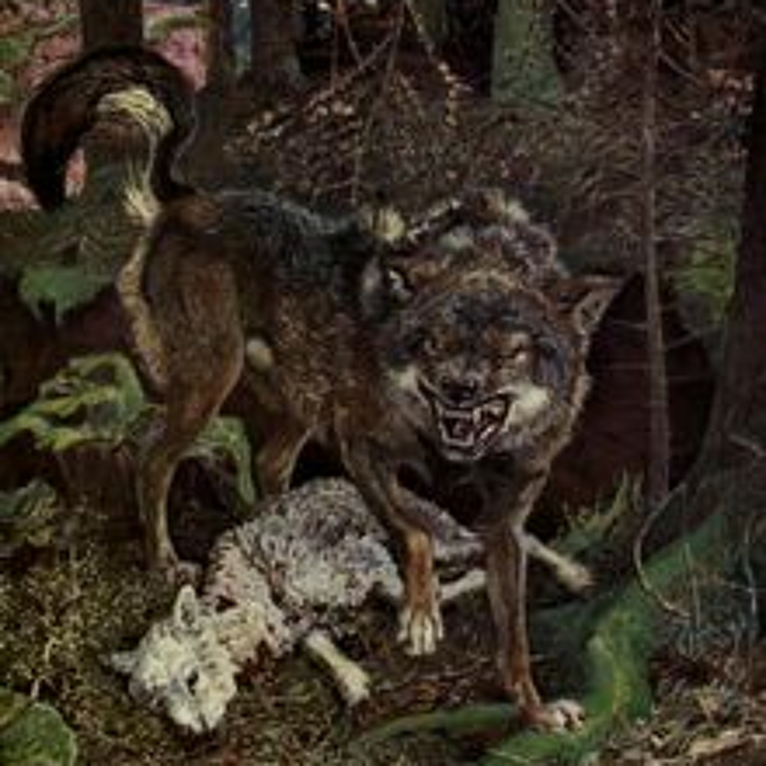 WxLF Kill Sheep Ft Nature` Finch (Prod by Prophecy)