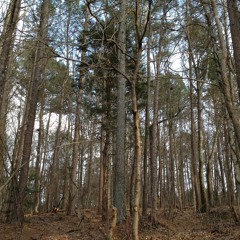 Alabama's Problem (live)