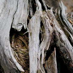 Burgwald Fauna