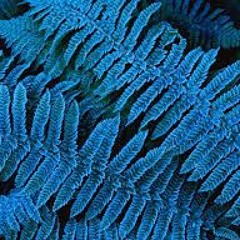 القلوب الصادقة