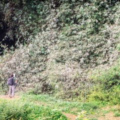 Colony of birds in the bamboo wall