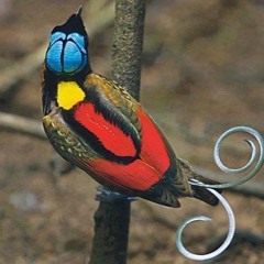 Surreal Nature - Falcon Sounds