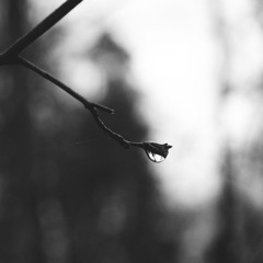 Forest after rain soundscape stereoXY