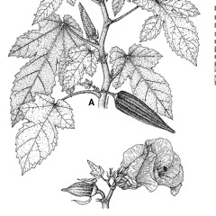 A Woman Cry (Bernard Fèvre - Dali - Tai & I Floor Edit)