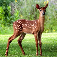 شکار آهو - Shekaare Aahoo