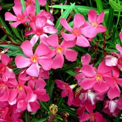 Oleandrine II (rehearsal recording)