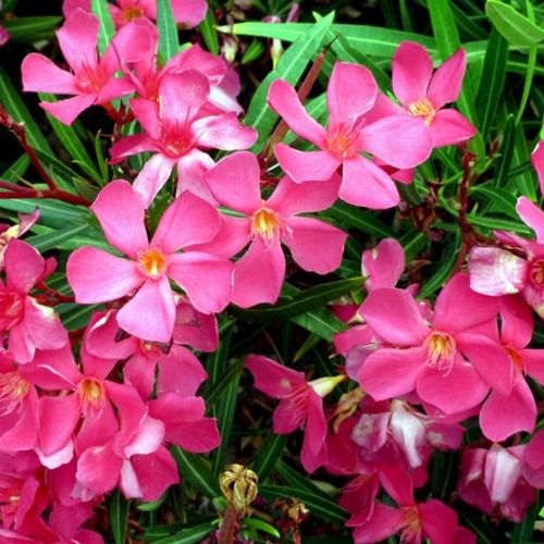 Oleandrine II (rehearsal recording)