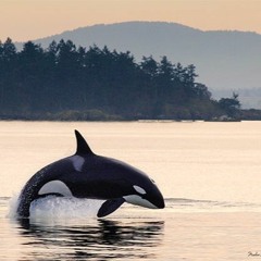 Lonely Orca