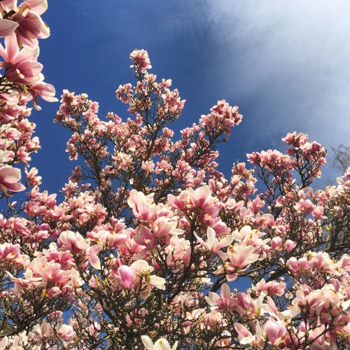 Springtime Sunshine Vibes (Vinyl Only Mix)