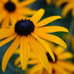 هبة الله كريمة (Beta Demo)