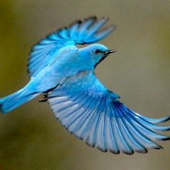 Bluebird ( Wings)