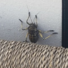 Don't Get Excited, Sweetheart