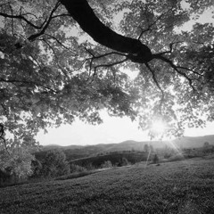 المربع و الفرعي - ليكون