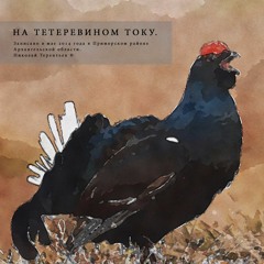 Lekking Black Grouse