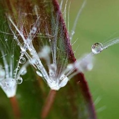 New Moon Call ~ When A Woman's Sap Rises