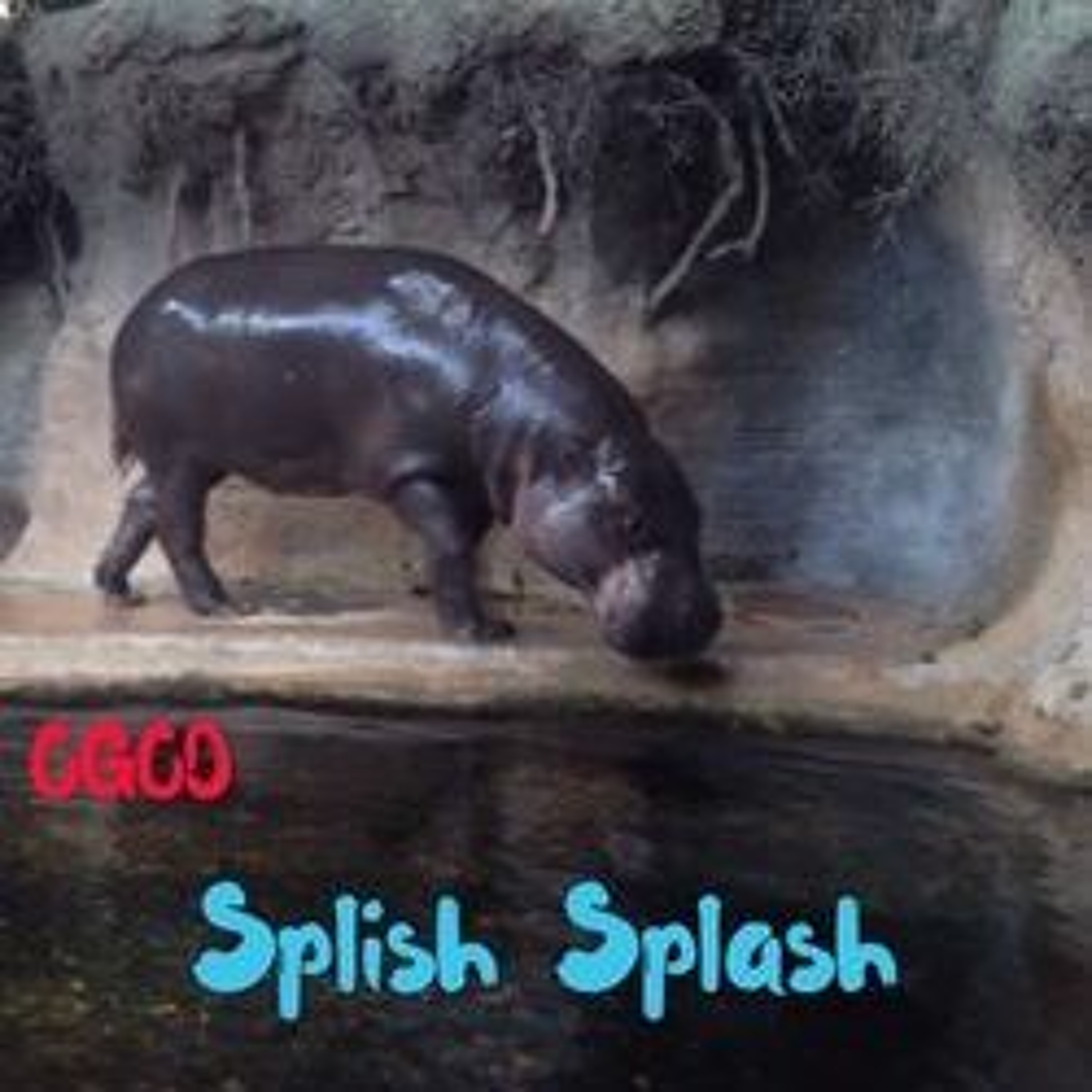 SplishSplash