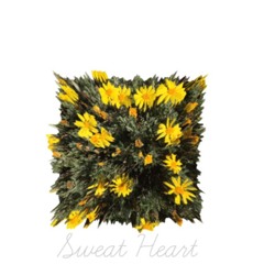 Landslide - Betty kills (James Katy) X Bippy X Cam