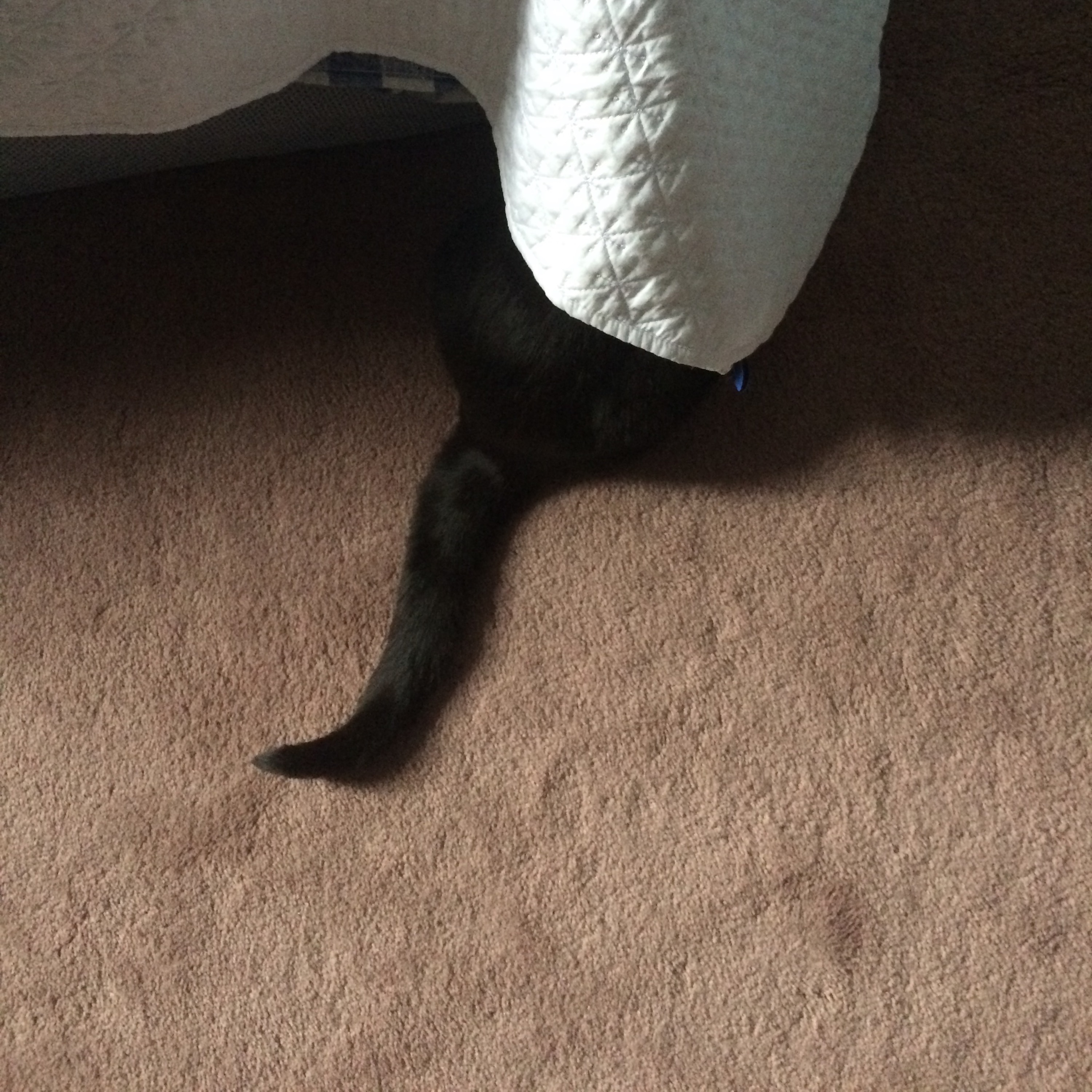 Luna The Talking Cat