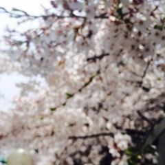 봄사랑벚꽃말고 (with Jiwon)