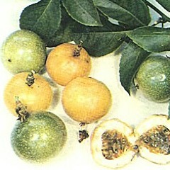 Passion_Botnis_april-1.mp3