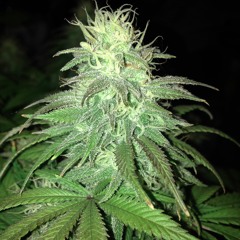 TrollPhace &amp; Roto - Blazin