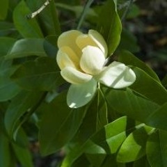 အိပ်မက်လမ်း_ဖြိုးကြီး, ဆုန်သင်းပါရ်