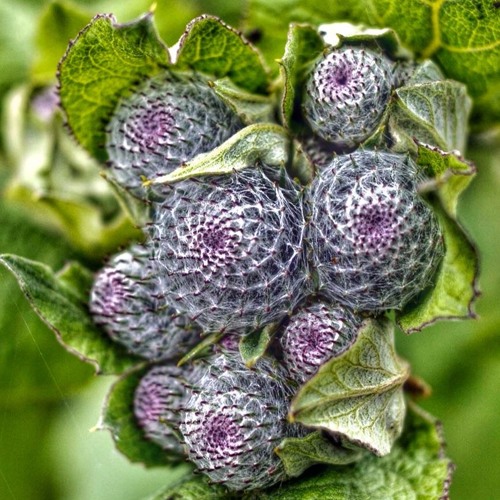 Fibonacci