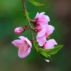 " SPRING  BEAUTIES "  -  Expression is Worth a Thousand Words