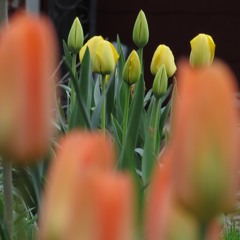 Donald Fagen Steely Dan I.G.Y. (What A Beautiful World) Piano Intro Excerpt