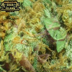 SOMETHING BOUT MARY - #DIGITRAPPIN