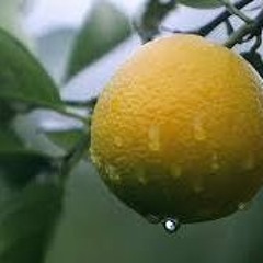 Simply Orange (2009)