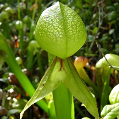 I'M NOT A BAND Cover of The Eckman Bros!